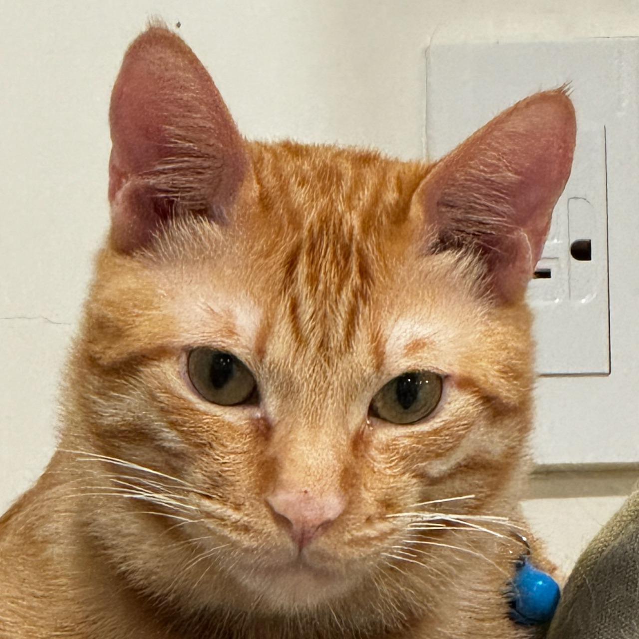 MOMO cat、橘貓、貓、貓咪