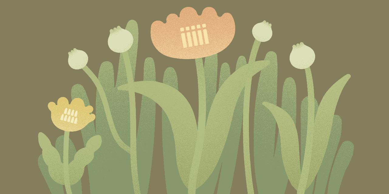 核米插畫 homiillustration 圖像授權《植物插畫系列 BOTANIC》