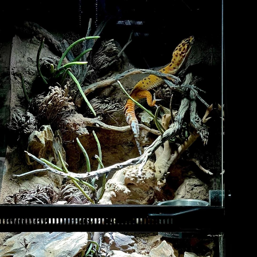 gecko,leopard gecko,desert,leopard gecko care,gecko care,geckos,best pet gecko,gecko setup,crested gecko,elegant gecko,sand gecko,exo terra stone desert substrate,leopard gecko setup,gecko feeding,pet gecko,sand gecko care,desert terrarium how to,stone desert substrate,how to setup a desert terrarium,gecko facts,leopard geckos,house gecko,western banded gecko,pet geckos,namib desert,leopard gecko enclosure,bioactive leopard gecko