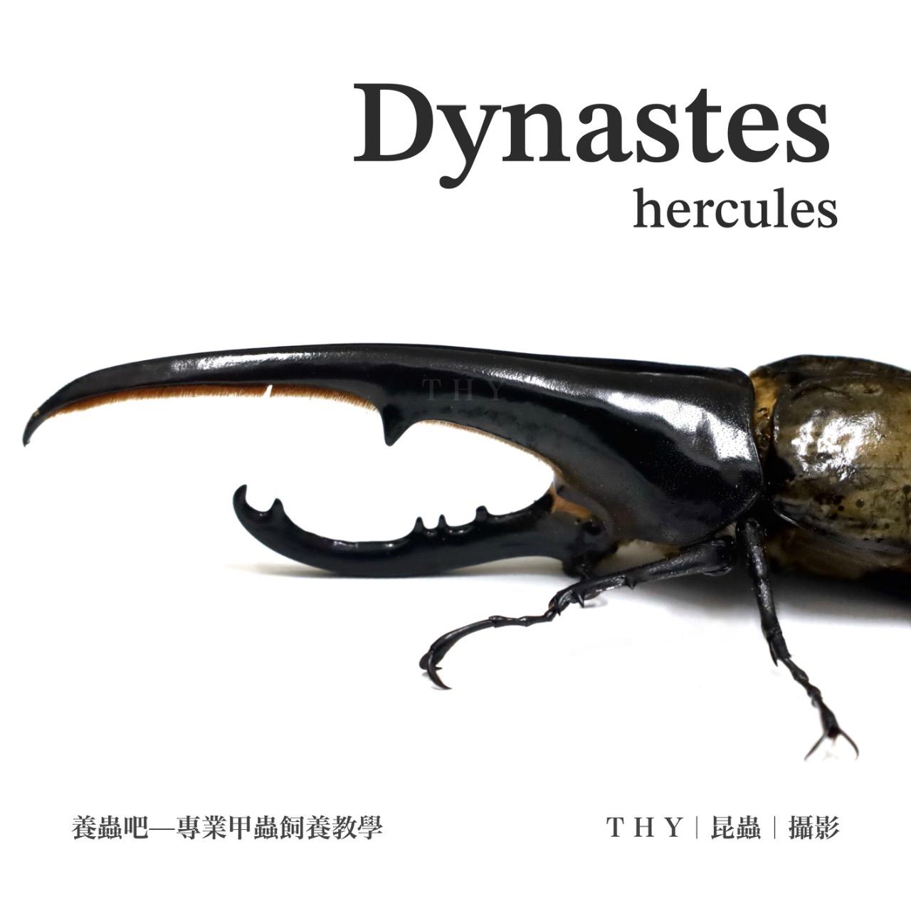 合作案例：THY x 養蟲吧 Let's breed beetles