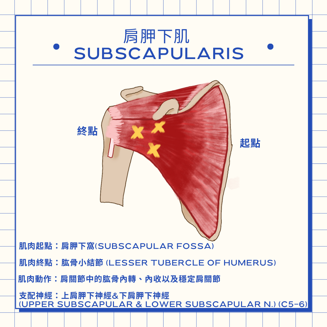 Yo 物理治療師 旋轉肌群-肩胛下肌
