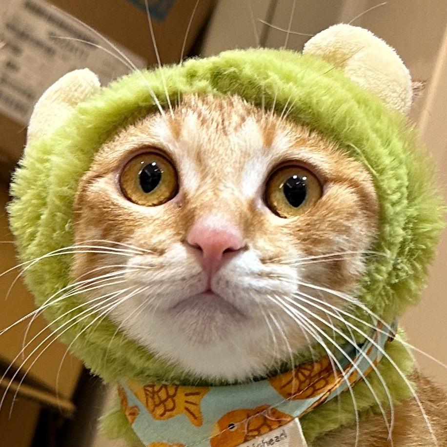 MOMO cat、橘貓、貓、貓咪、胖橘