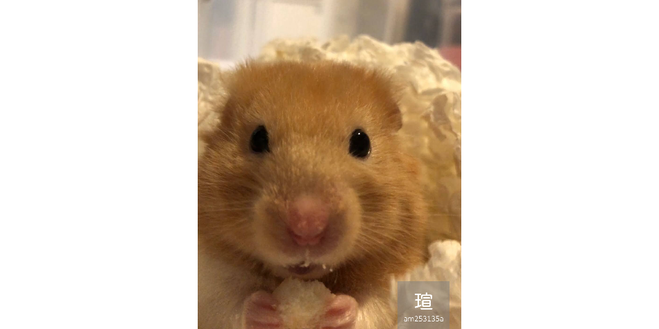 瑄的小日子♪ 黃金鼠寶哈姆