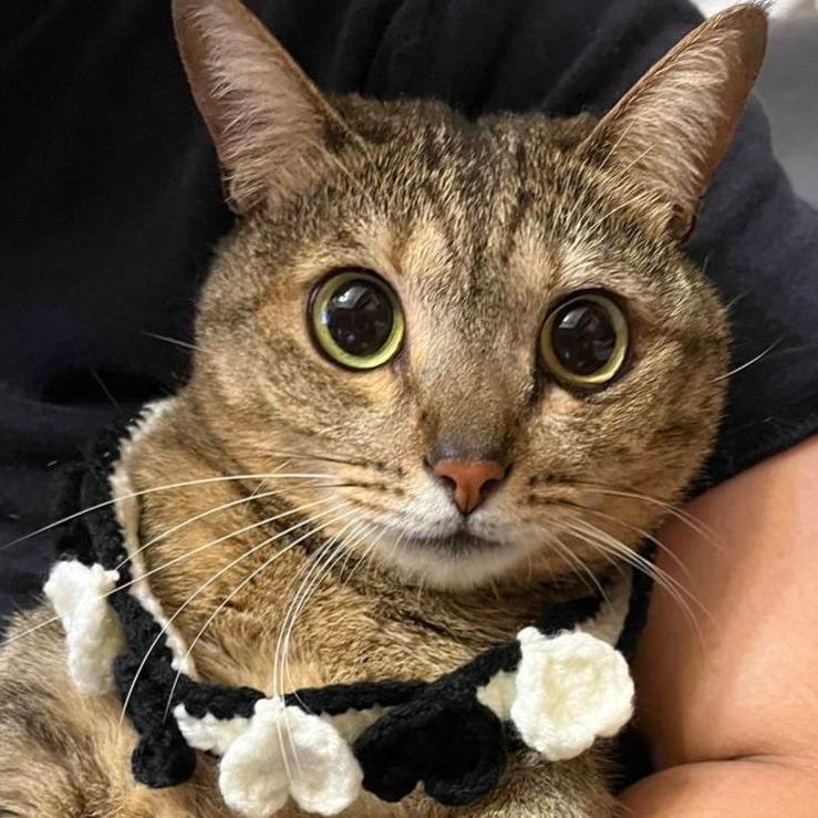 L's 溫馨手作寵物項圈 – 為寵物打造專屬配件