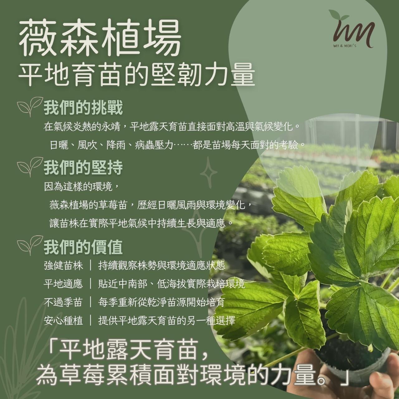 薇森植場 平地育草莓苗