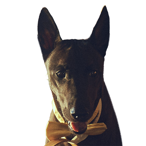 關於【夏日的檸檬草】