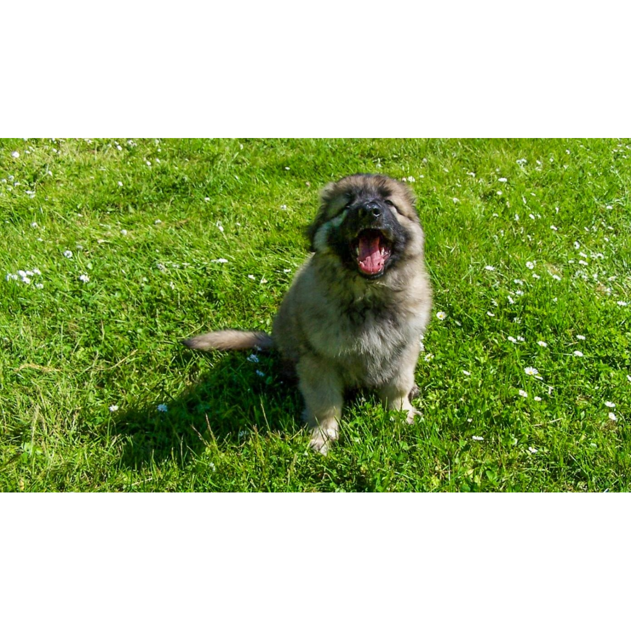 狗狗訓練師 訓犬師 寵物訓練師