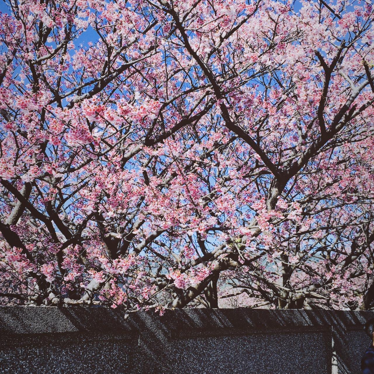 迷霚引路人 │ Judy Chang