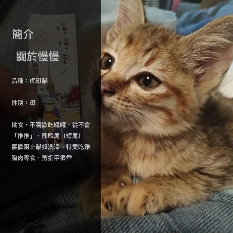 Ayen 阿諺🎸& Manx短尾貓慢慢🐱