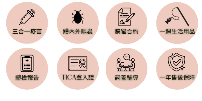 德文卷毛貓｜捲雲貓舍