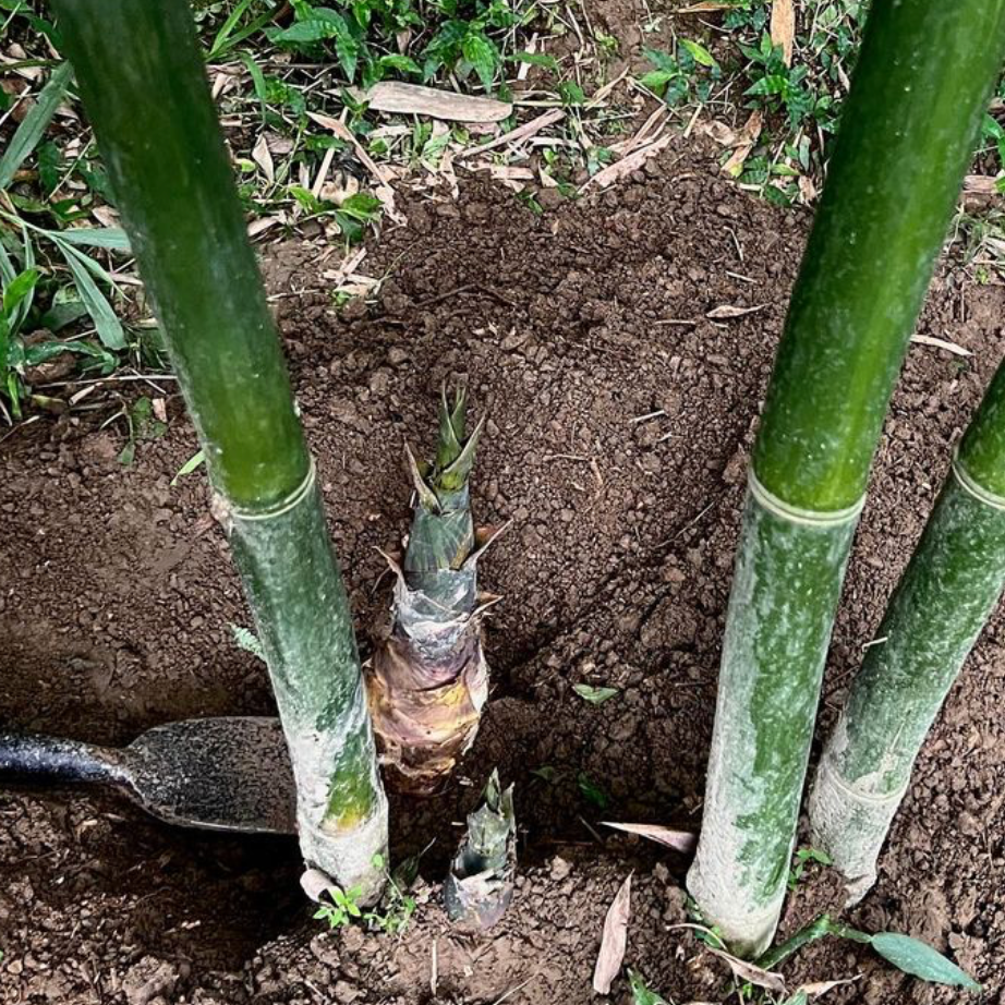 在地女子曼蒂說｜專業形象打造 x 7日挑戰營 x 品牌行銷規劃 #taiwan #三峽 #鶯歌 #台湾 #甘樂文創 #禾乃川國產豆製所 #合習聚落 #五寮 #竹筍 #豆漿 #非基改國產豆漿 #農業 #地方創生 #地方設計 #梅原真 #文化永續 #文化傳承的使命感