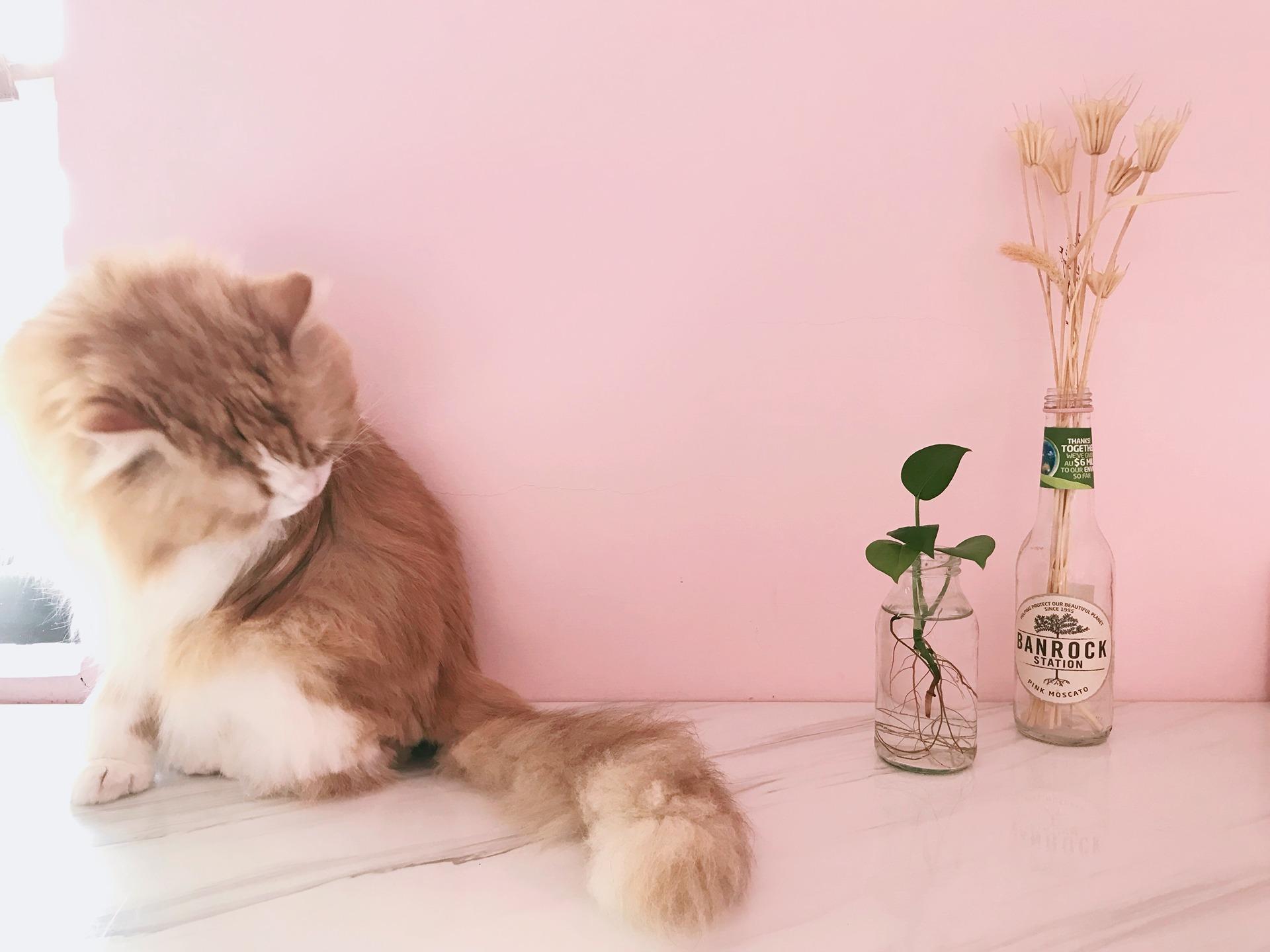 喵蘊瑜伽空間 Yoga Miaoster