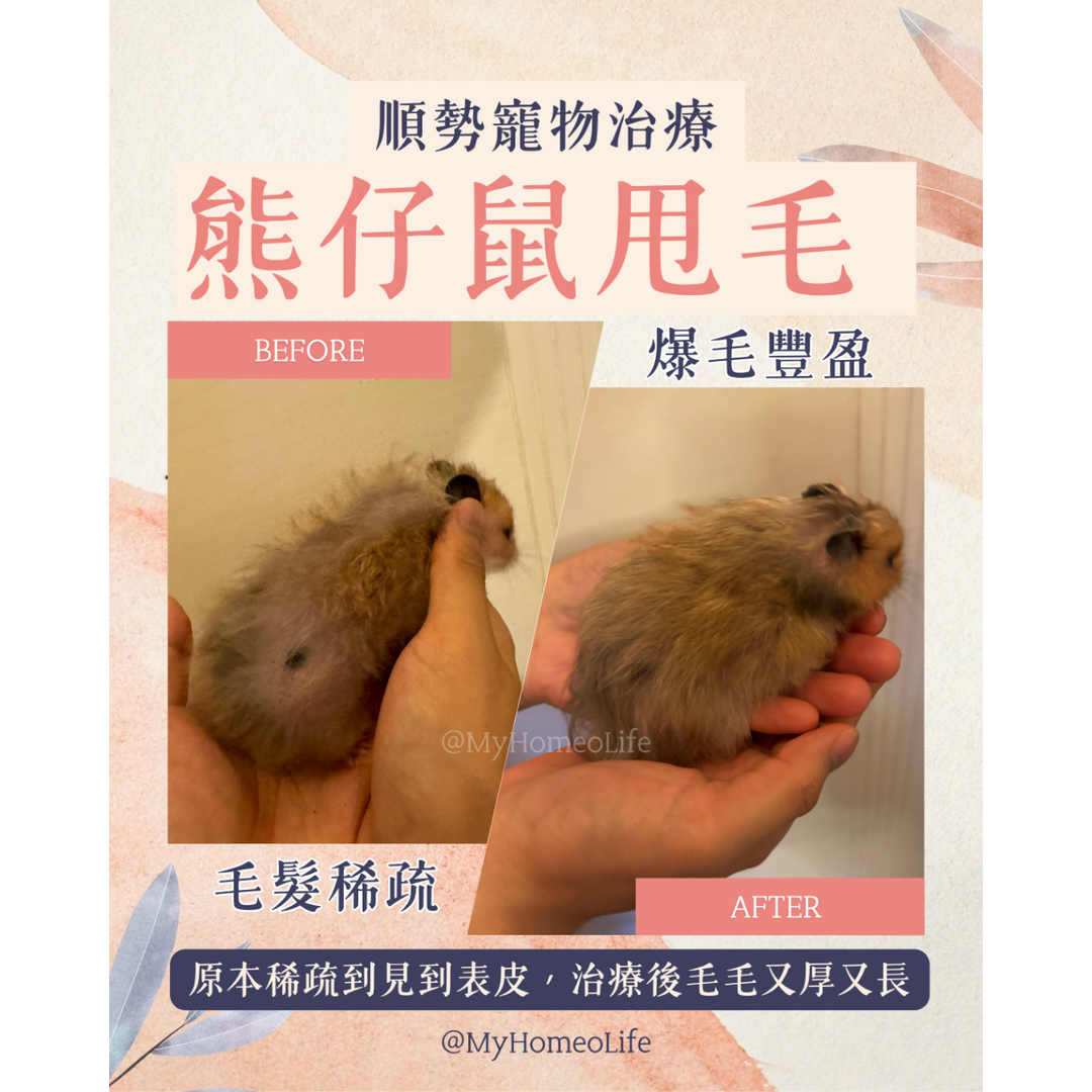 熊仔鼠掉毛 甩毛 寵物治療 順勢療法