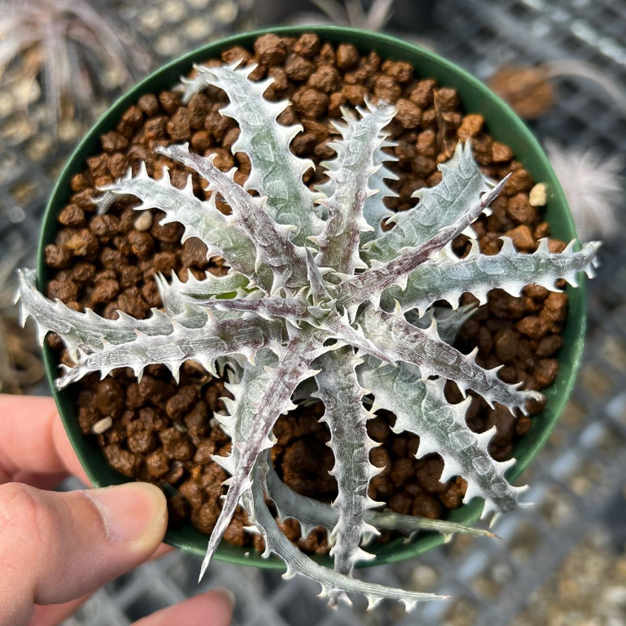 幽浮野草鋪有限公司 Dyckia 'Little Wing' (mini cultivar)