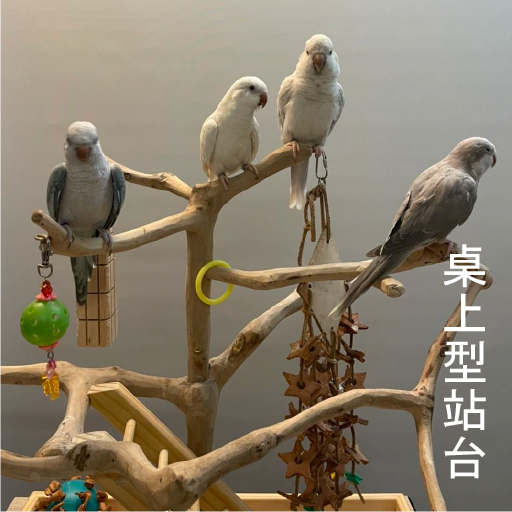 魚雁木坊│鸚鵡寄宿x站台玩具