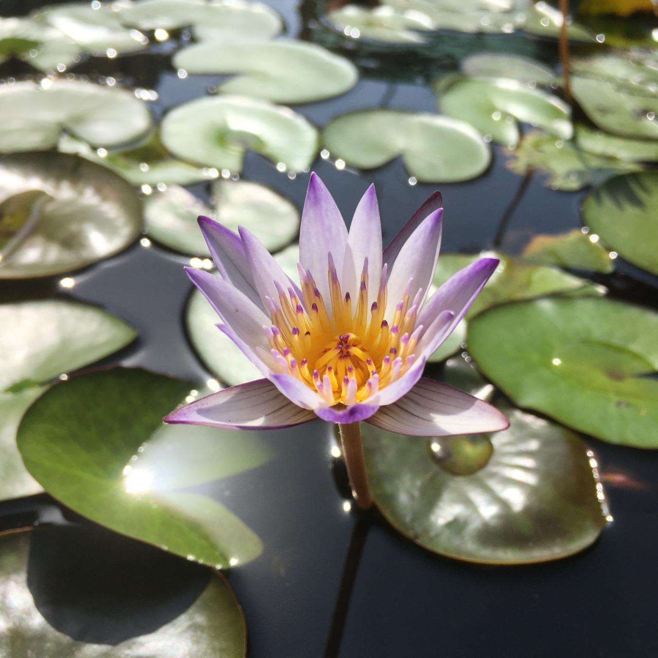 心星相櫻 理想生活相談所 困擾十個月之久的劇烈咳嗽快速緩和的可能方法