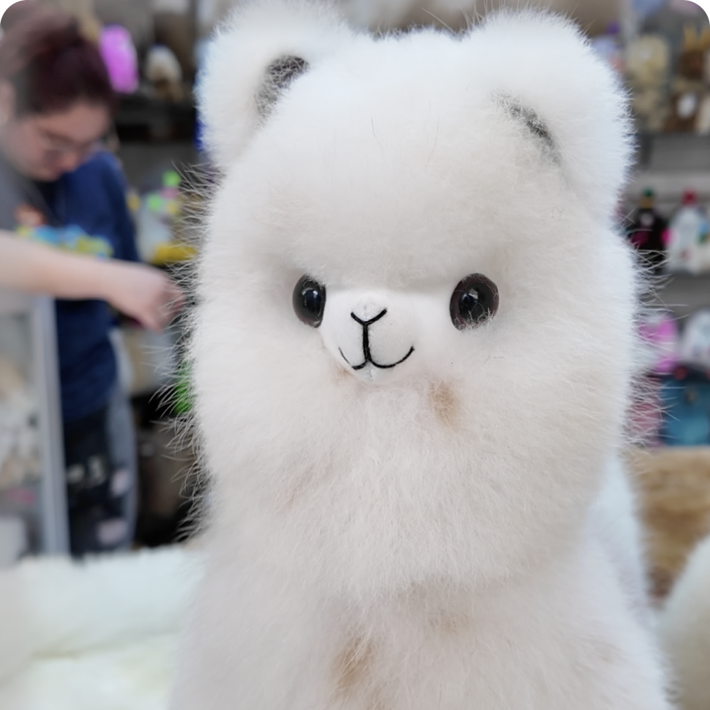 羊駝寶寶款，限時團購中