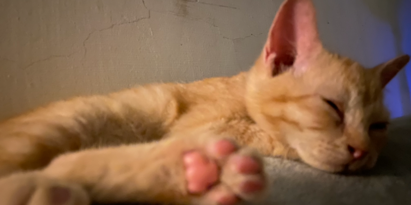 Miao