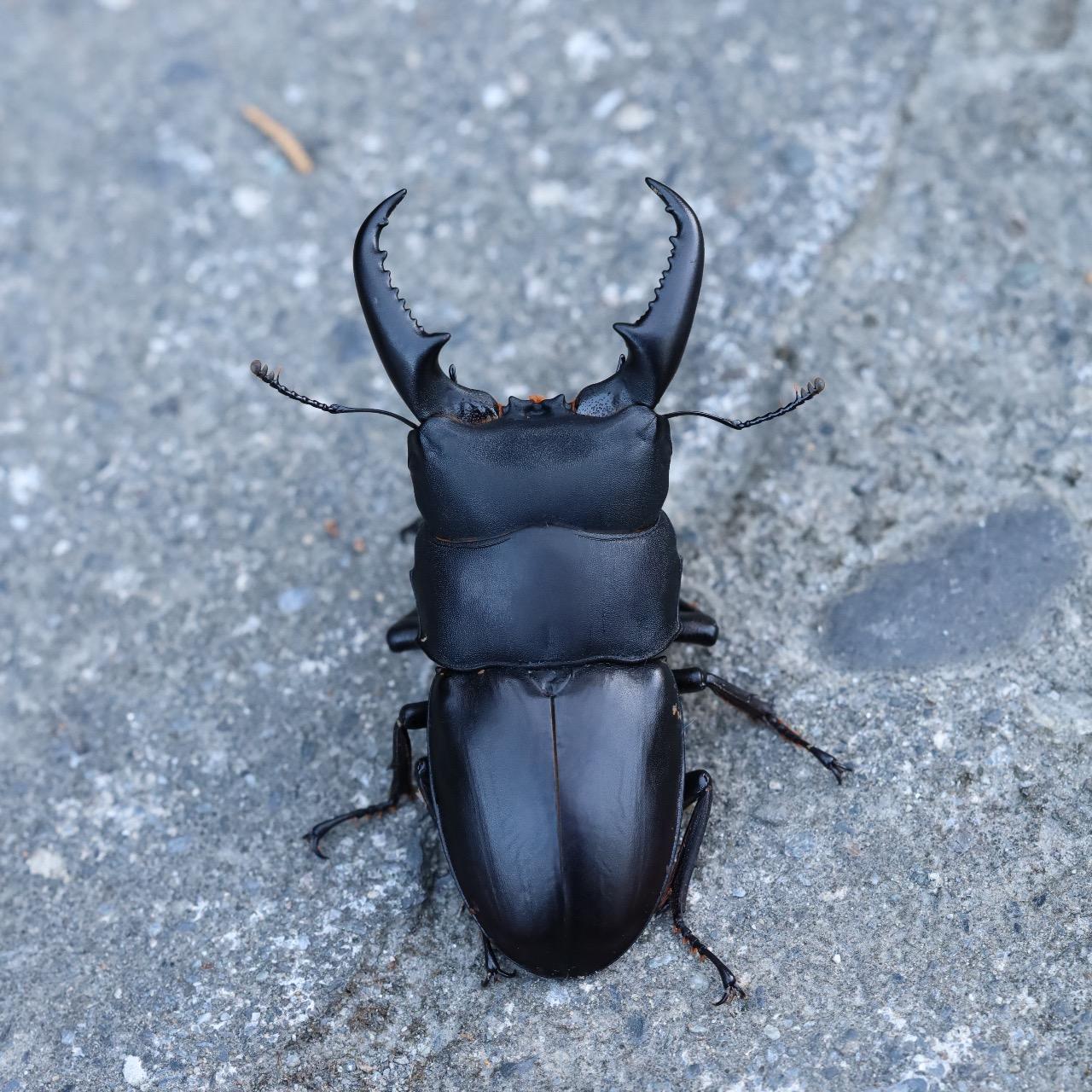 臺灣扁鍬，台灣扁鍬形蟲，Serrognathus titanus sika