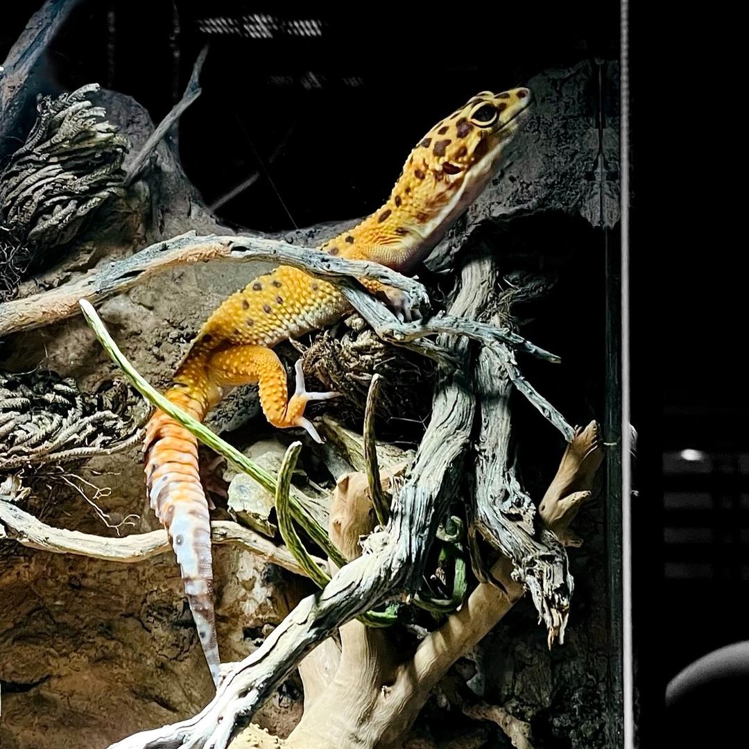 gecko,leopard gecko,desert,leopard gecko care,gecko care,geckos,best pet gecko,gecko setup,crested gecko,elegant gecko,sand gecko,exo terra stone desert substrate,leopard gecko setup,gecko feeding,pet gecko,sand gecko care,desert terrarium how to,stone desert substrate,how to setup a desert terrarium,gecko facts,leopard geckos,house gecko,western banded gecko,pet geckos,namib desert,leopard gecko enclosure,bioactive leopard gecko