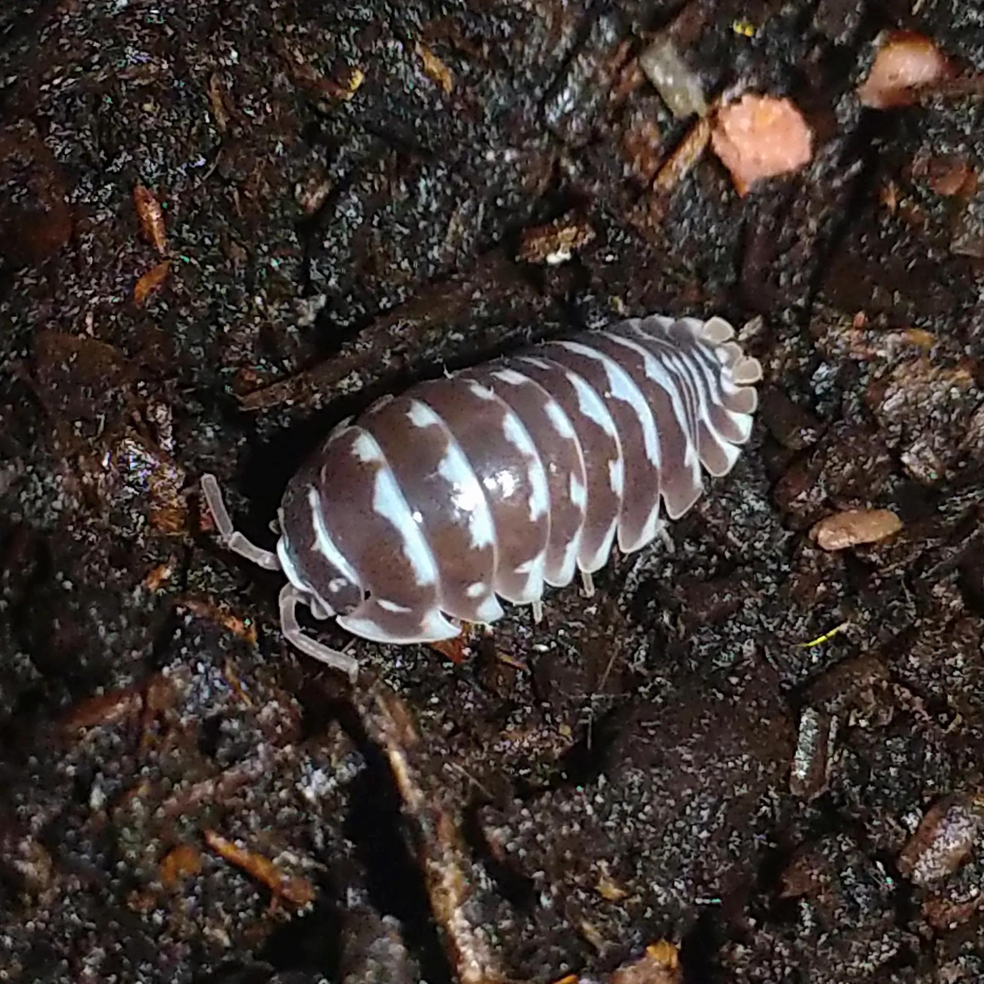 只鼠於你（isopod belongs to you）