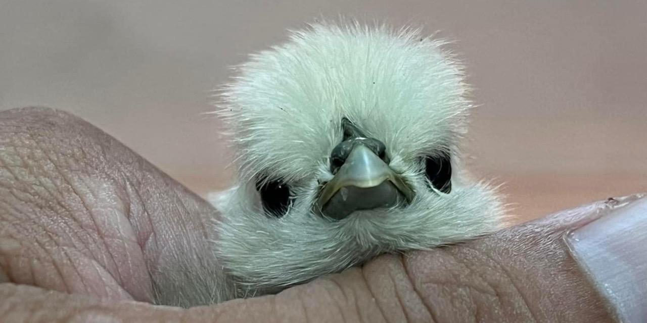 姐夫農場 體驗過程提供立即性的專業諮詢 Advisory and Professional Services