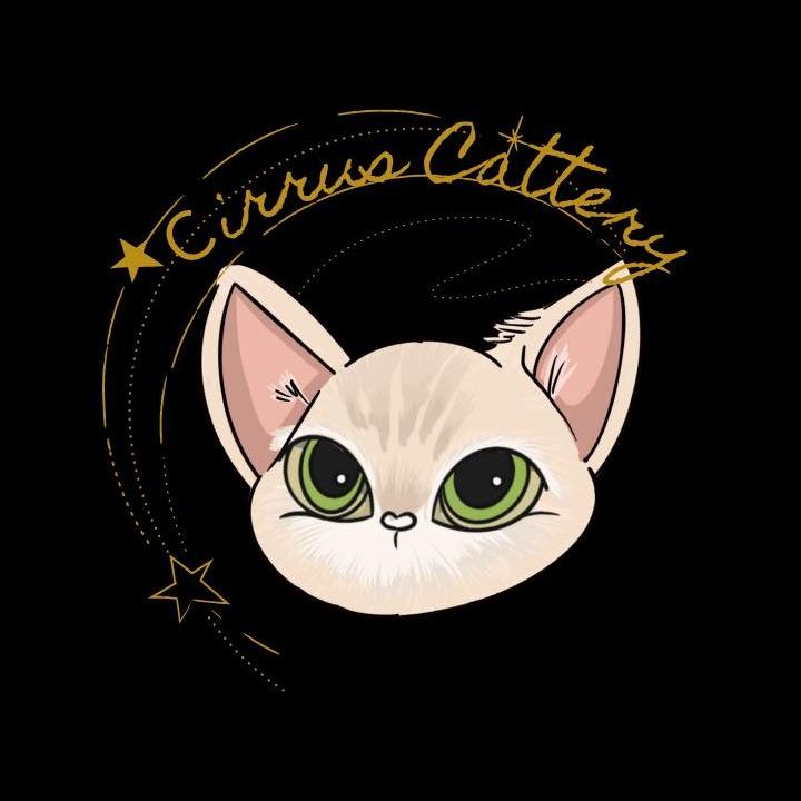 德文卷毛貓｜捲雲貓舍