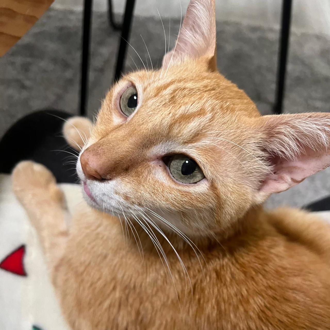 關於Kuro - 經歷、證照與興趣