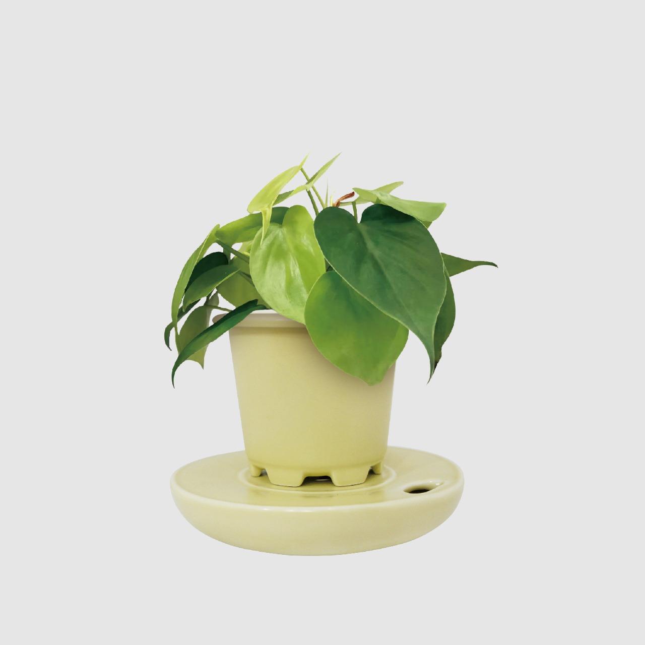 森 多 心葉蔓綠絨