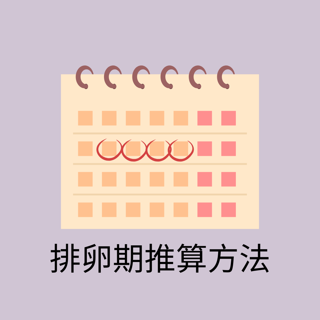 女性醫學*子晴醫師 排卵期