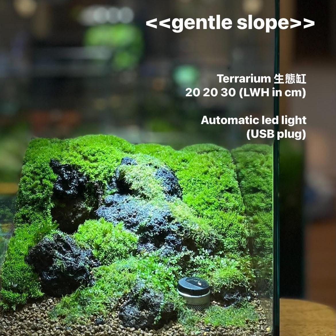 MeP Lab terrarium, moss