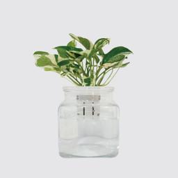 森 多 白金葛