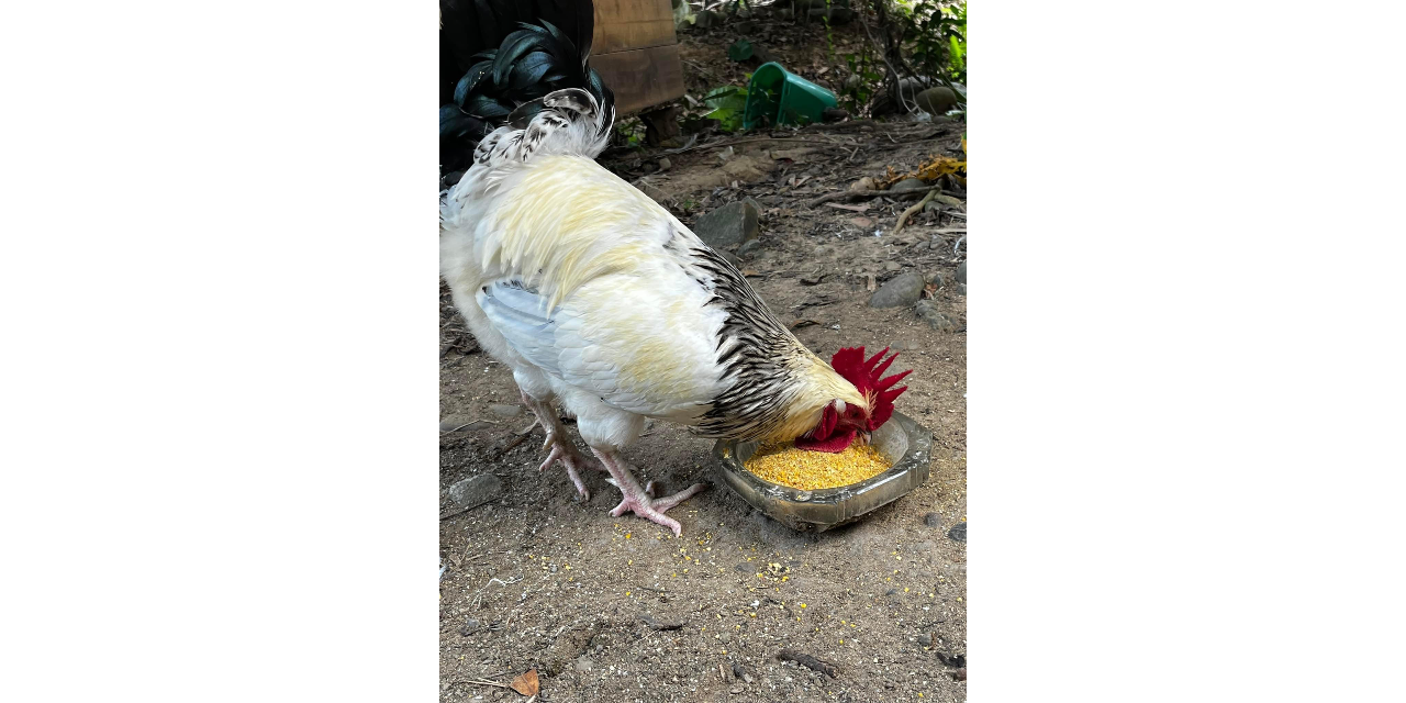 姐夫農場 完美比例配方，讓雞頭好壯壯 Well proportioned Feed makes your chicken healthy.