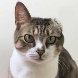 小貓島Kittensisland 小貓島 方圓圓