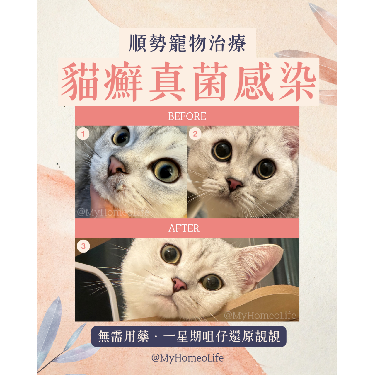 英短 貓癬 寵物治療 順勢療法  自然療法