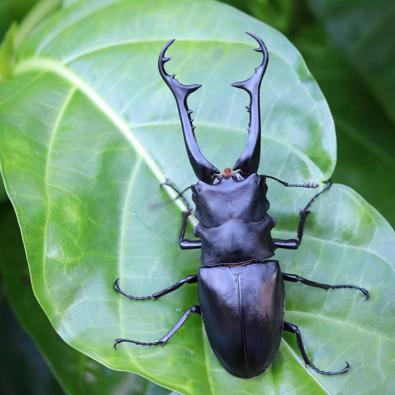 長頸鹿鋸鍬形蟲 Prosopocoilus giraffa keisukei