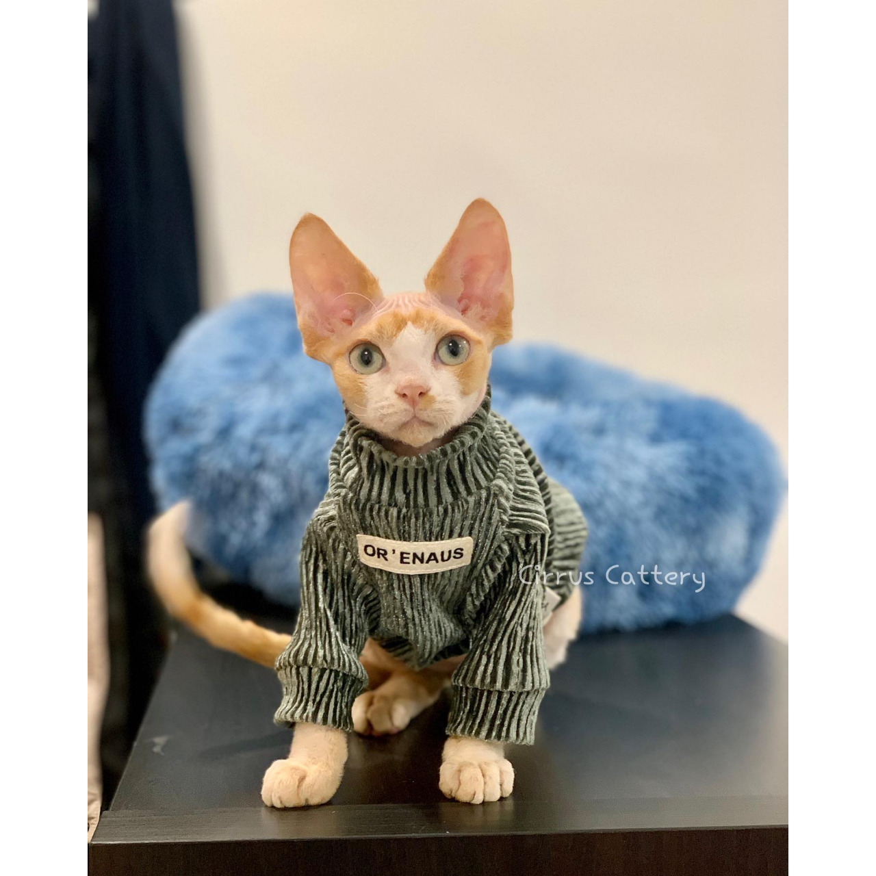 德文卷毛貓｜捲雲貓舍 ❤️尋找家長❤️