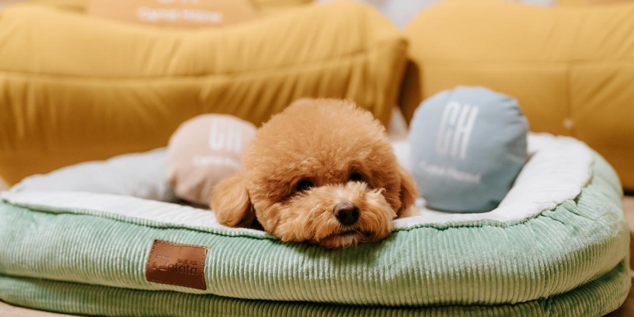 澎湖|蘿蔔民宿CarrotHostel