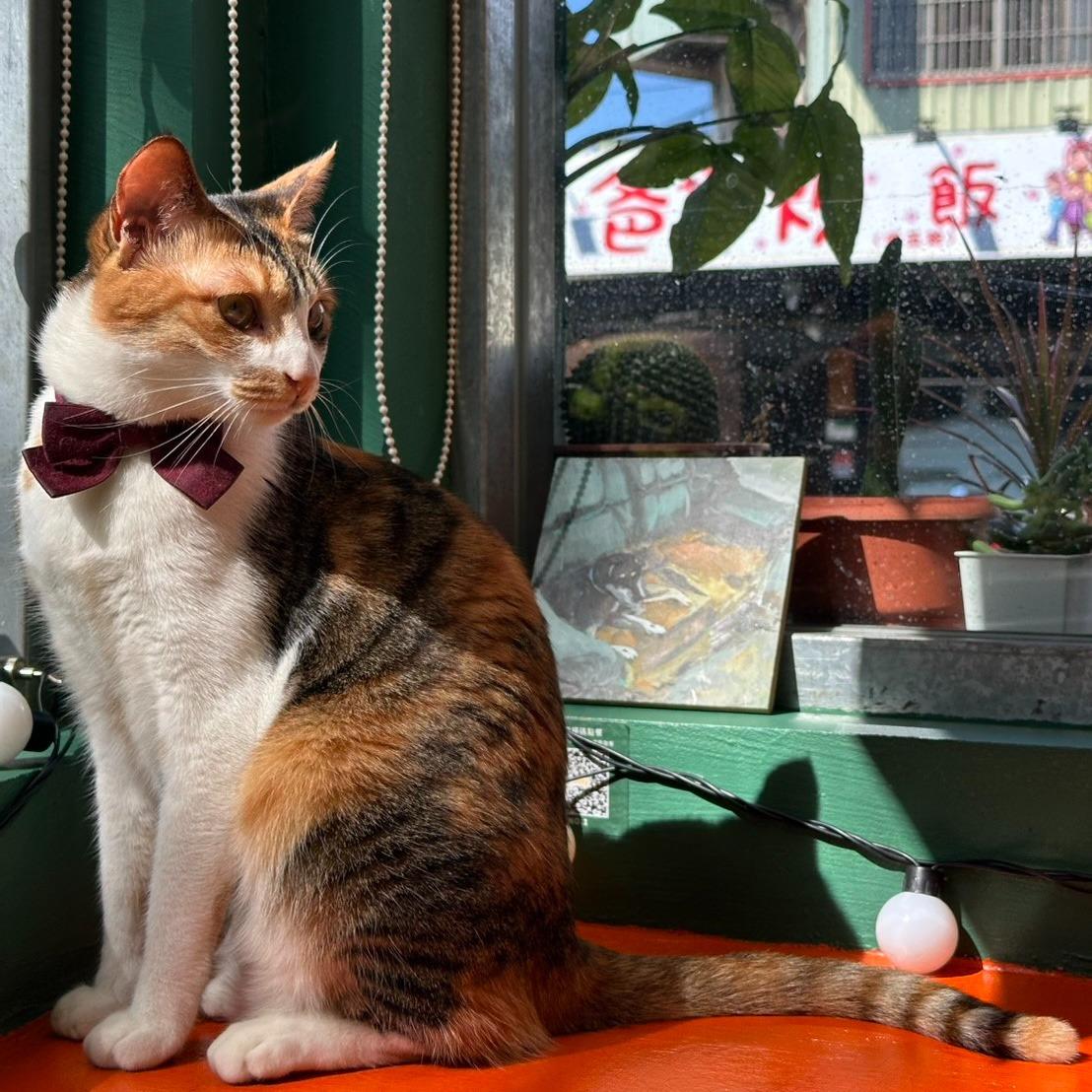 Twilight Green 樹林裏的綠夕