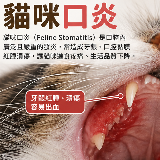 獸醫馬麻 貓口炎