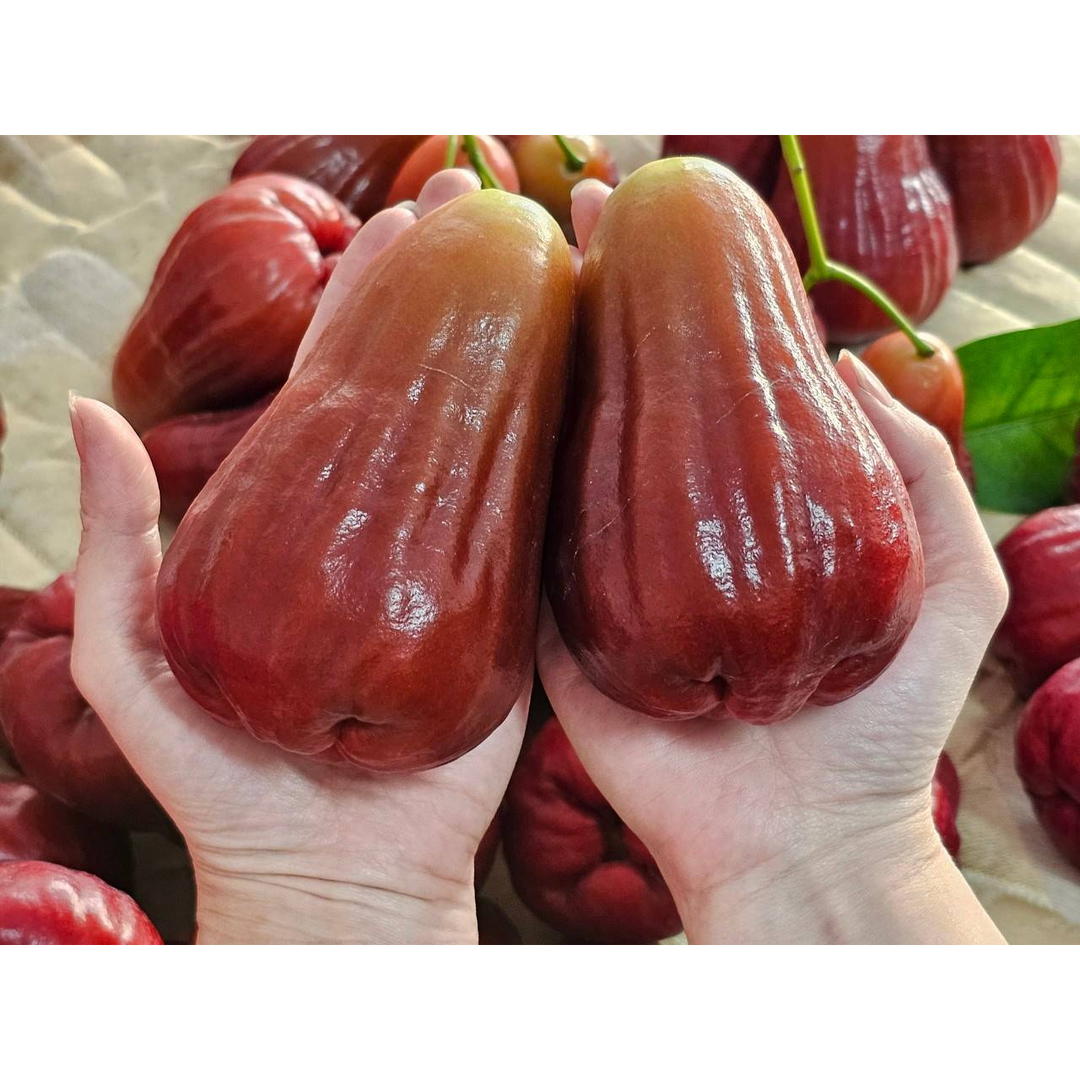澱粉小姐ⓚⓐⓚⓐⓨⓐ 蓮霧界的LV✨