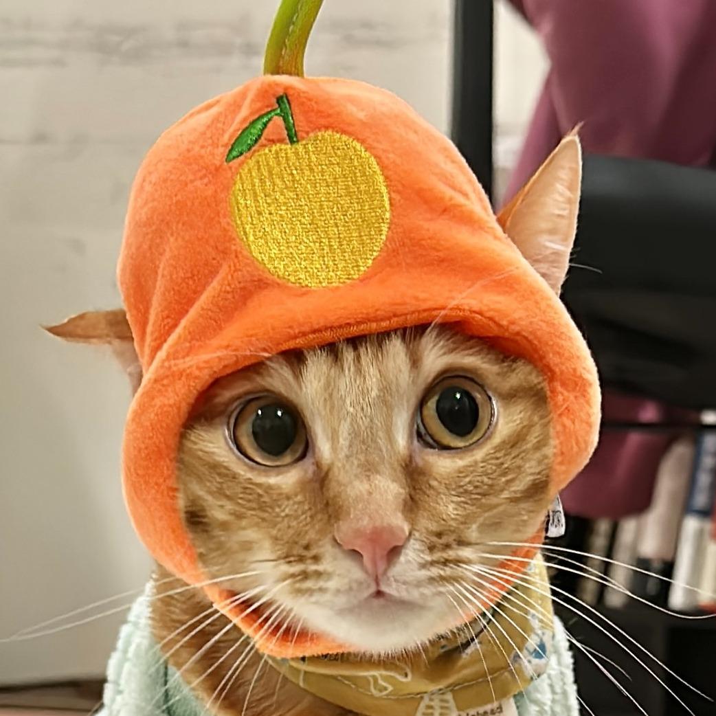 MOMO 蛋蛋是隻高敏貓