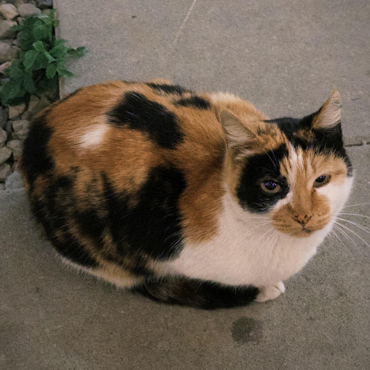 圓 替說不出口的疲憊找個解釋， 陪你在黑暗裡坐很久。