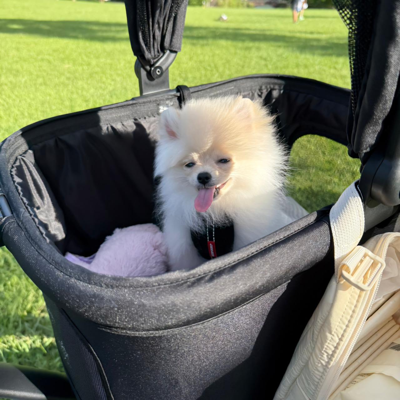 如何訓練你的狗-湯頭拔 狗狗訓練師 訓犬師 寵物訓練師