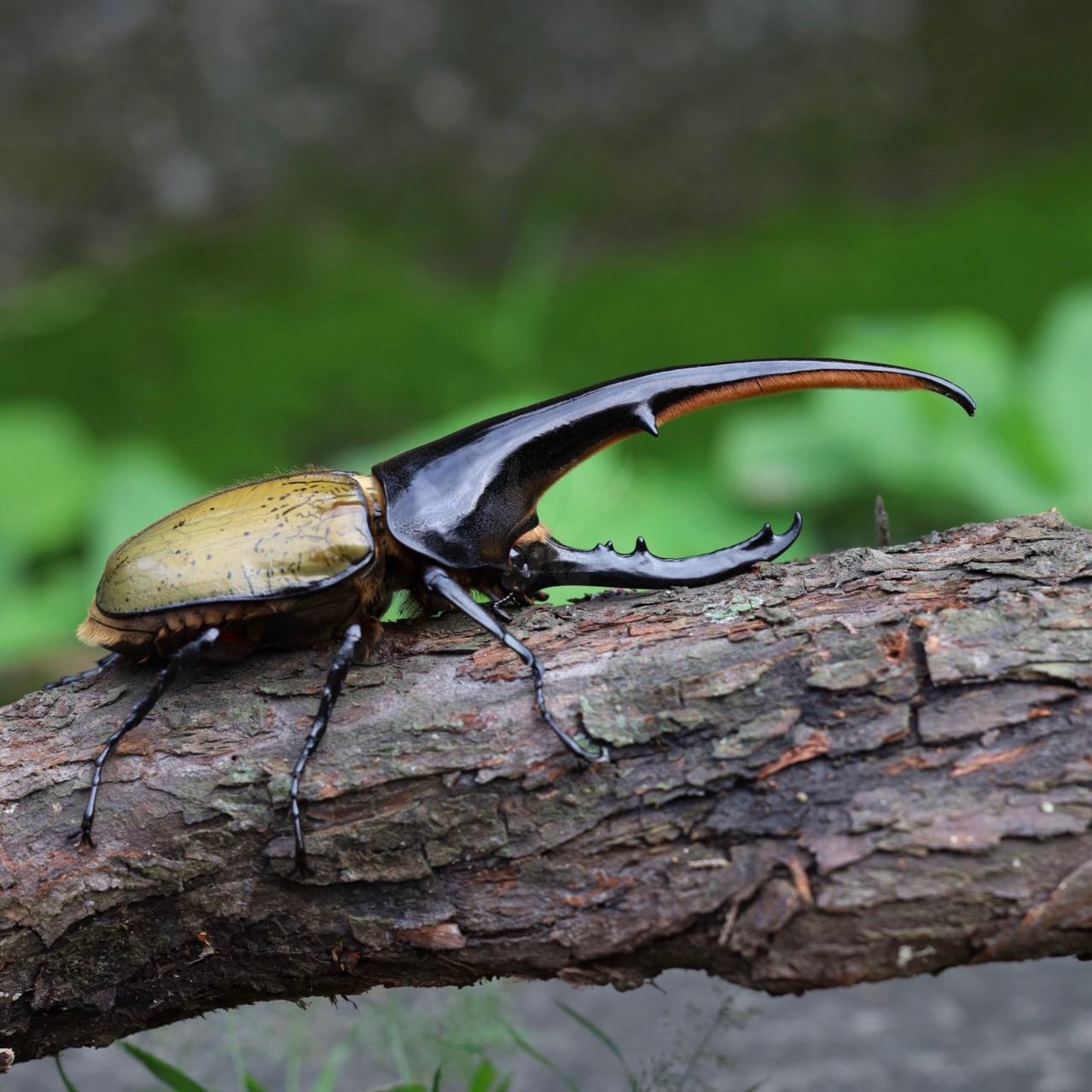 T.H.Y. TINY HOUSE 赫克力士長戟大兜蟲 飼育紀錄，甲蟲