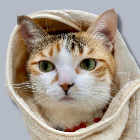 MOMO cat、三花貓、貓、貓咪