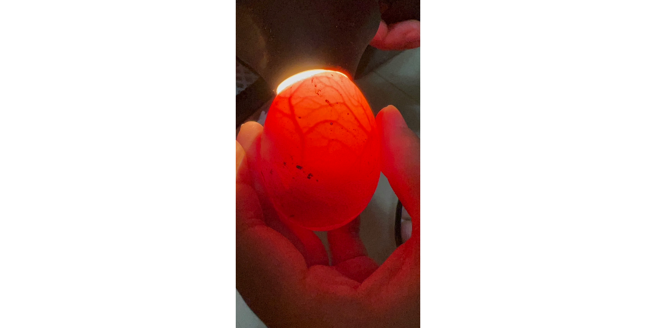 姐夫農場 點擊圖片，進入訂購頁面。如無法成功開啟頁面，請加入官方line 帳號，也可訂購。Click the picture for Order. Add our Line account if anything goes wrong.