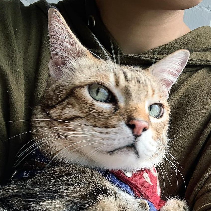 鄔莉畫話 Uliseanala talk to Animal. 長子小天使