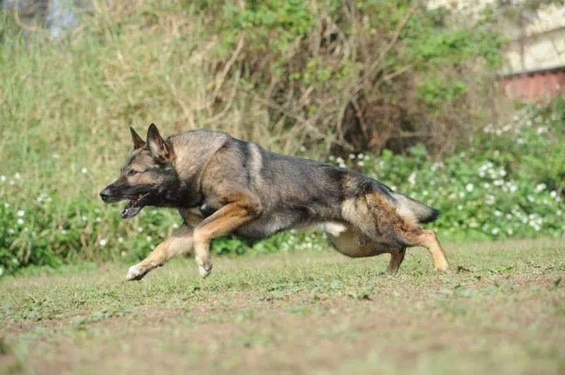 陳家班訓犬學校 戰神Canto