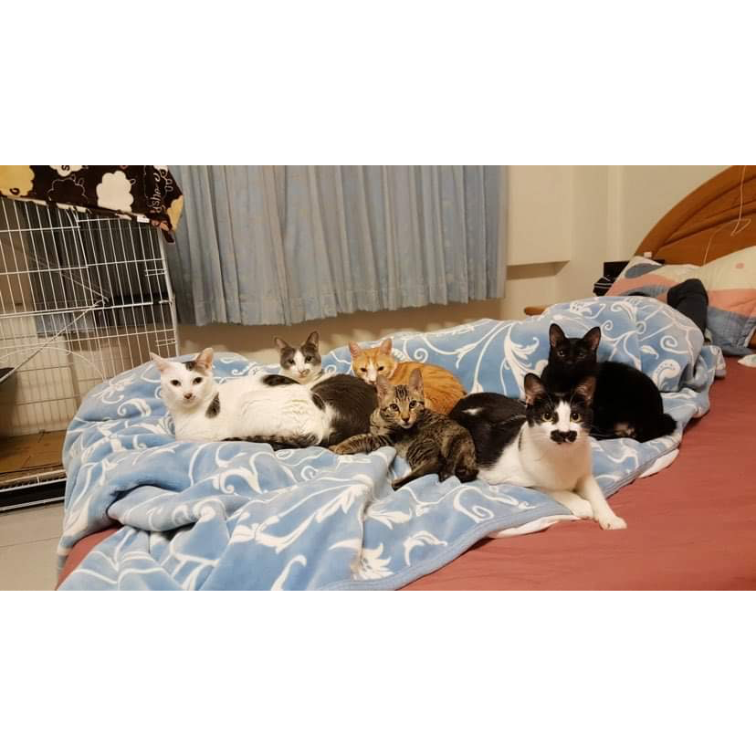 要不要來看看我家的貓